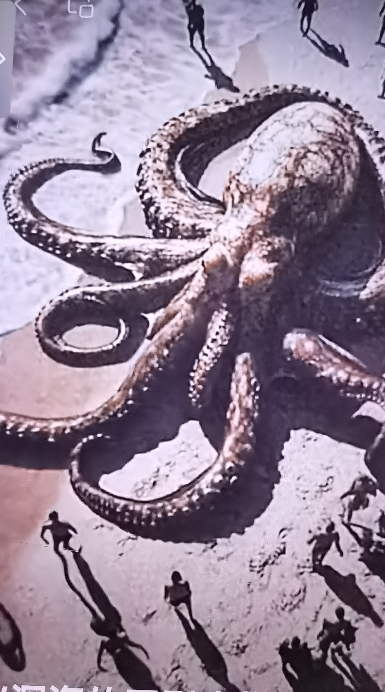 吼吼鲸，海洋中的神秘生物