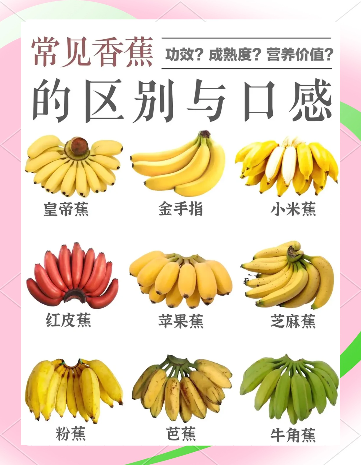 海南香蕉价格行情走势海南香蕉网，探索热带水果的魅力-第2张图片