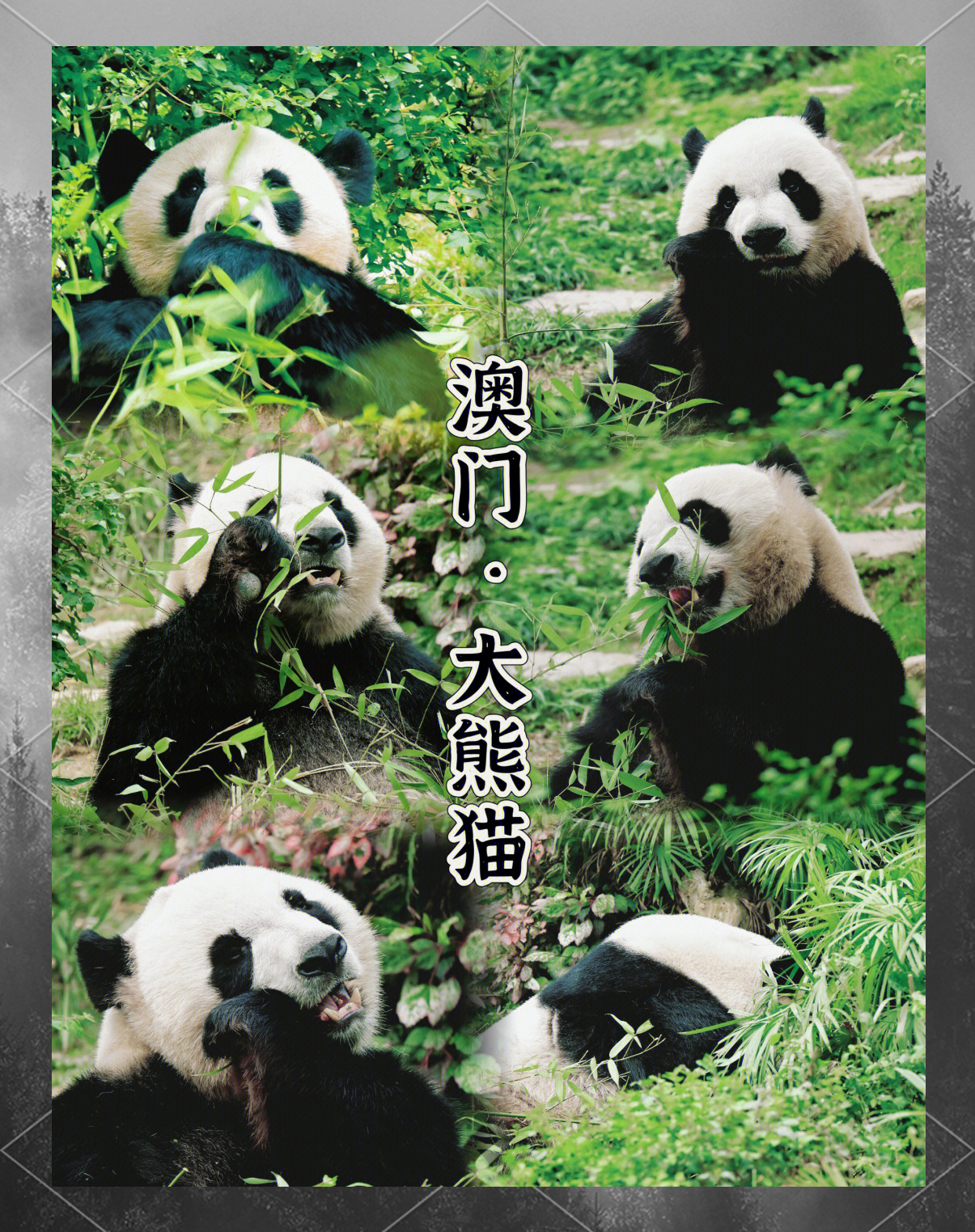 澳门最准最快资料免费手机看澳门最准最快的资料免费获取-第1张图片