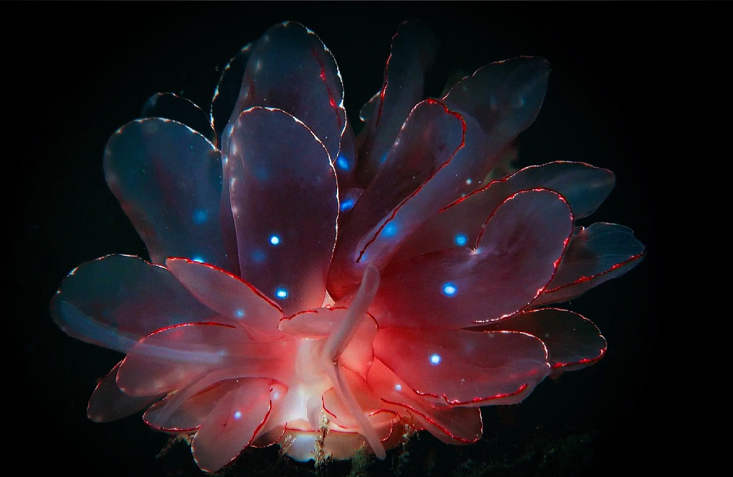 吼吼鲸，海洋中的神秘生物-第3张图片