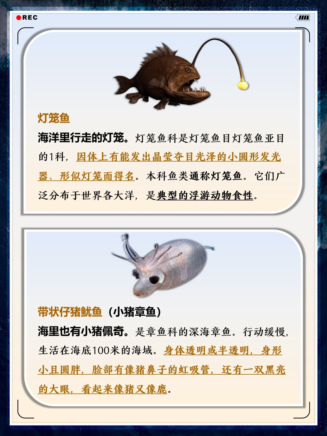 大彩鲸改名了吗大彩鲸，神秘的海洋生物