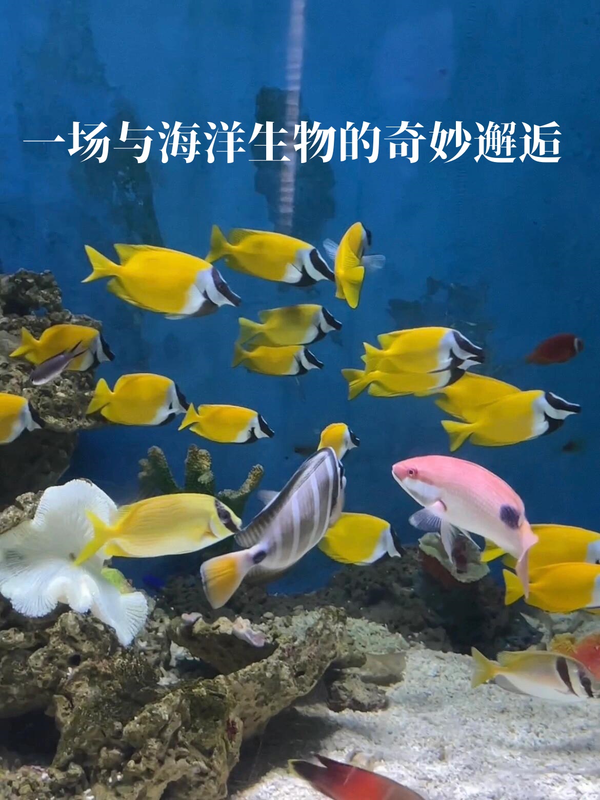 大彩鲸大彩鲸，神秘的海洋生物-第2张图片