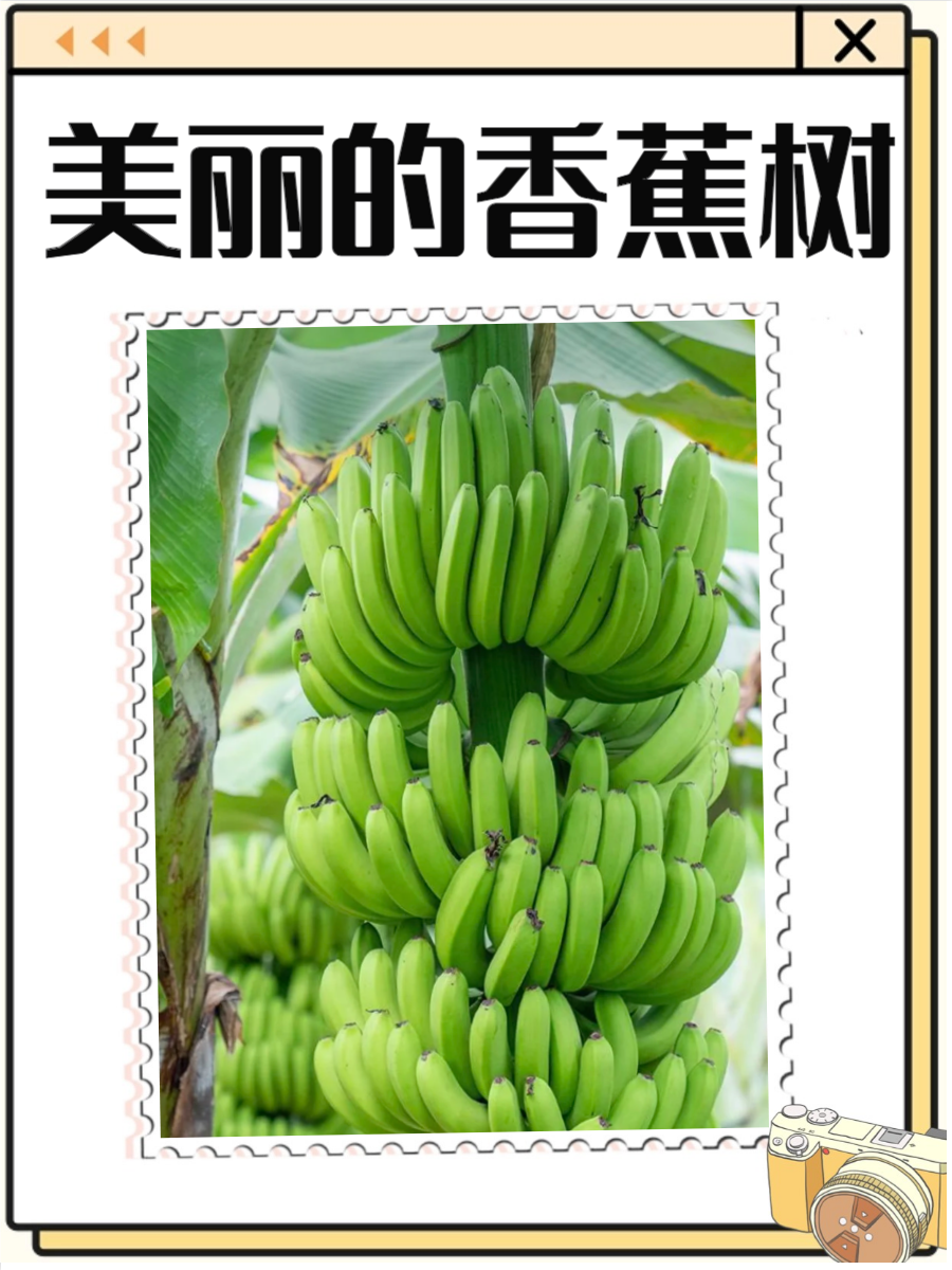 海南香蕉网，探索热带水果的魅力-第2张图片