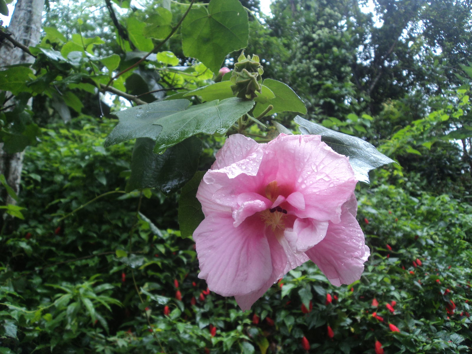 出水芙蓉，美的象征与寓意
