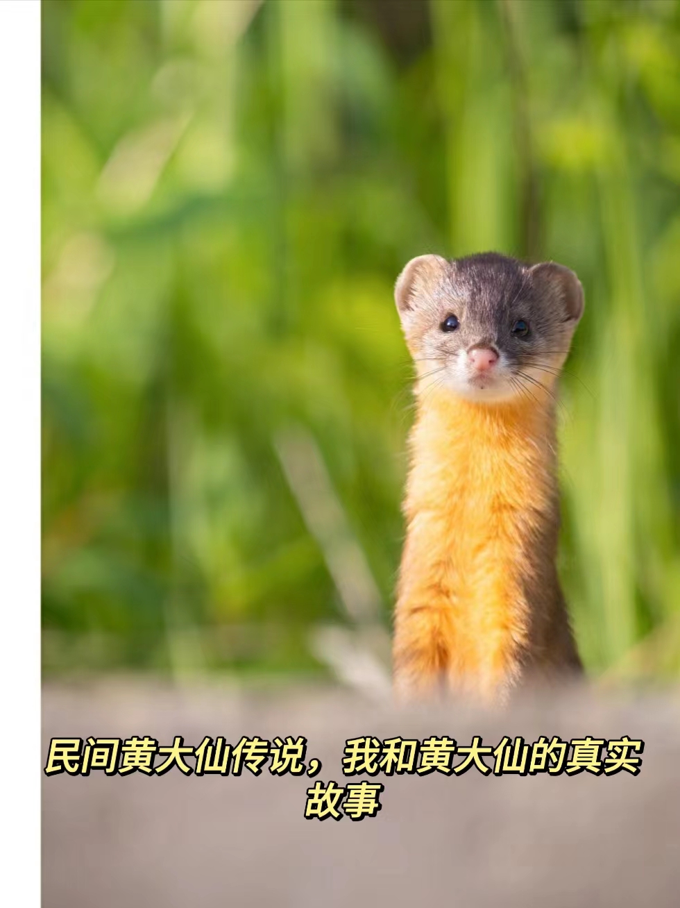 黄大仙看开奖结果查询今天黄大仙看开奖结果查询-第1张图片