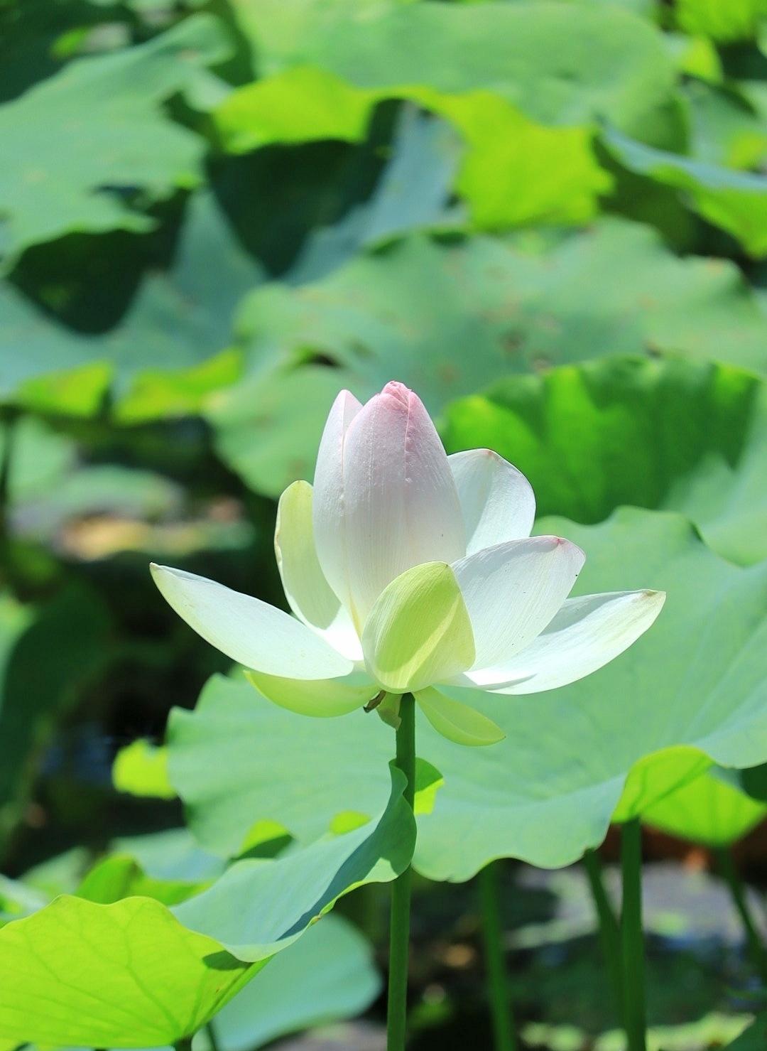 出水芙蓉，美的象征与寓意-第2张图片