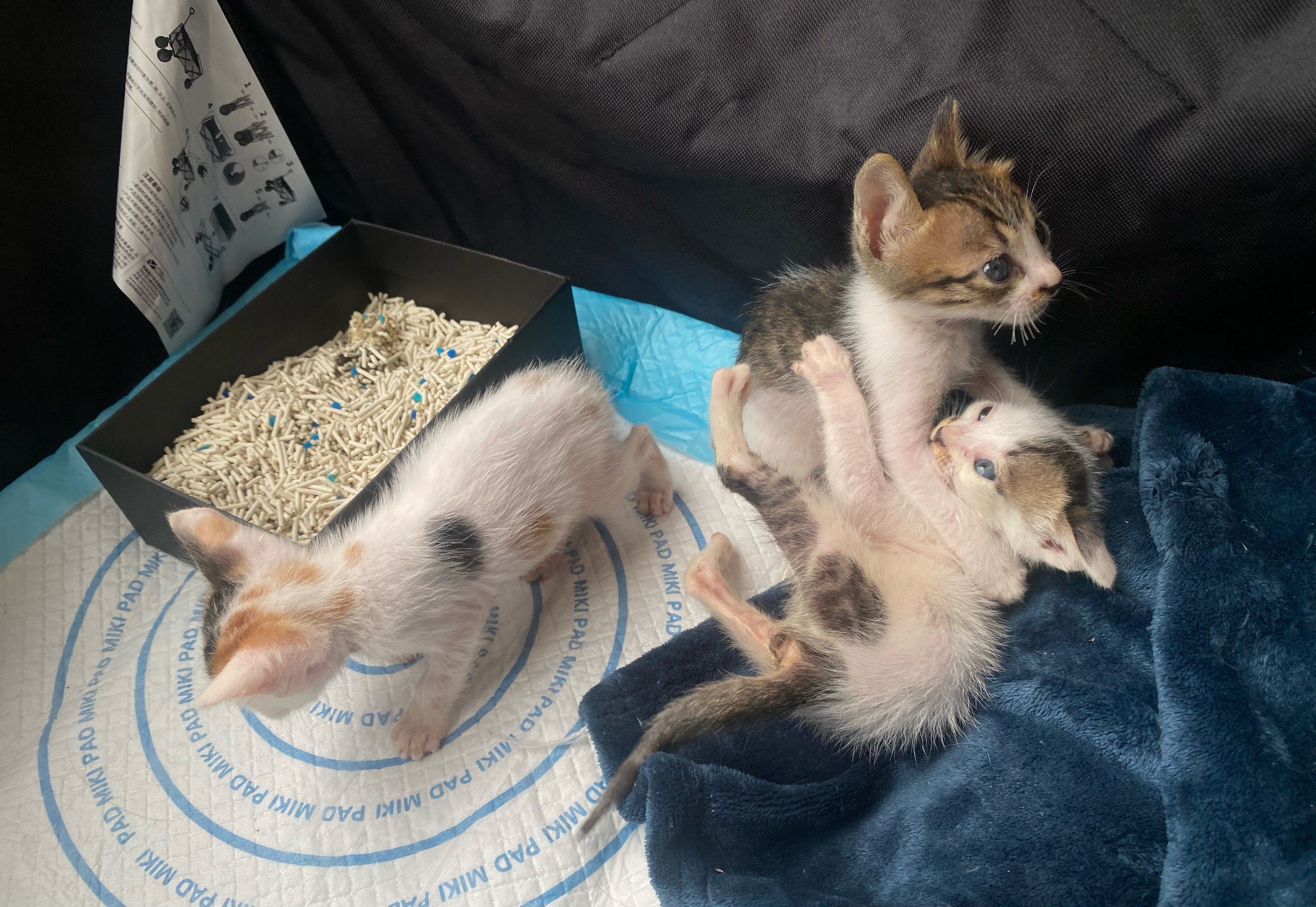小猫咪在大城市的生活