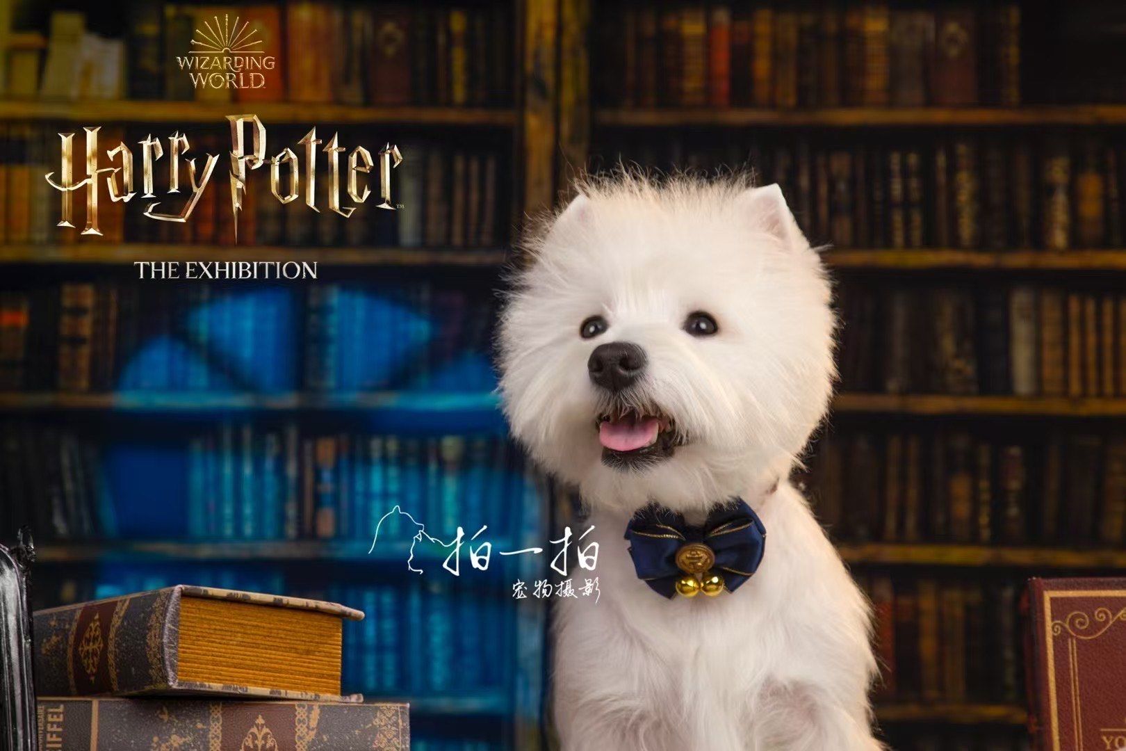宠物精灵，宠物的魔法世界-第3张图片