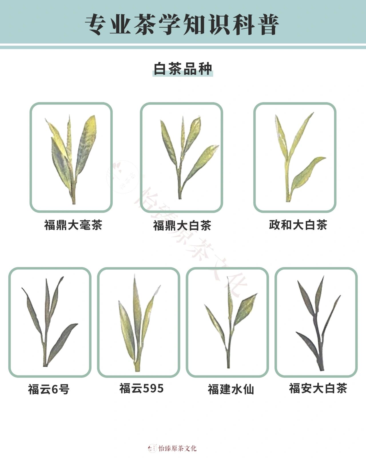 白茶最出名的是哪几种白茶最出名的几种-第2张图片