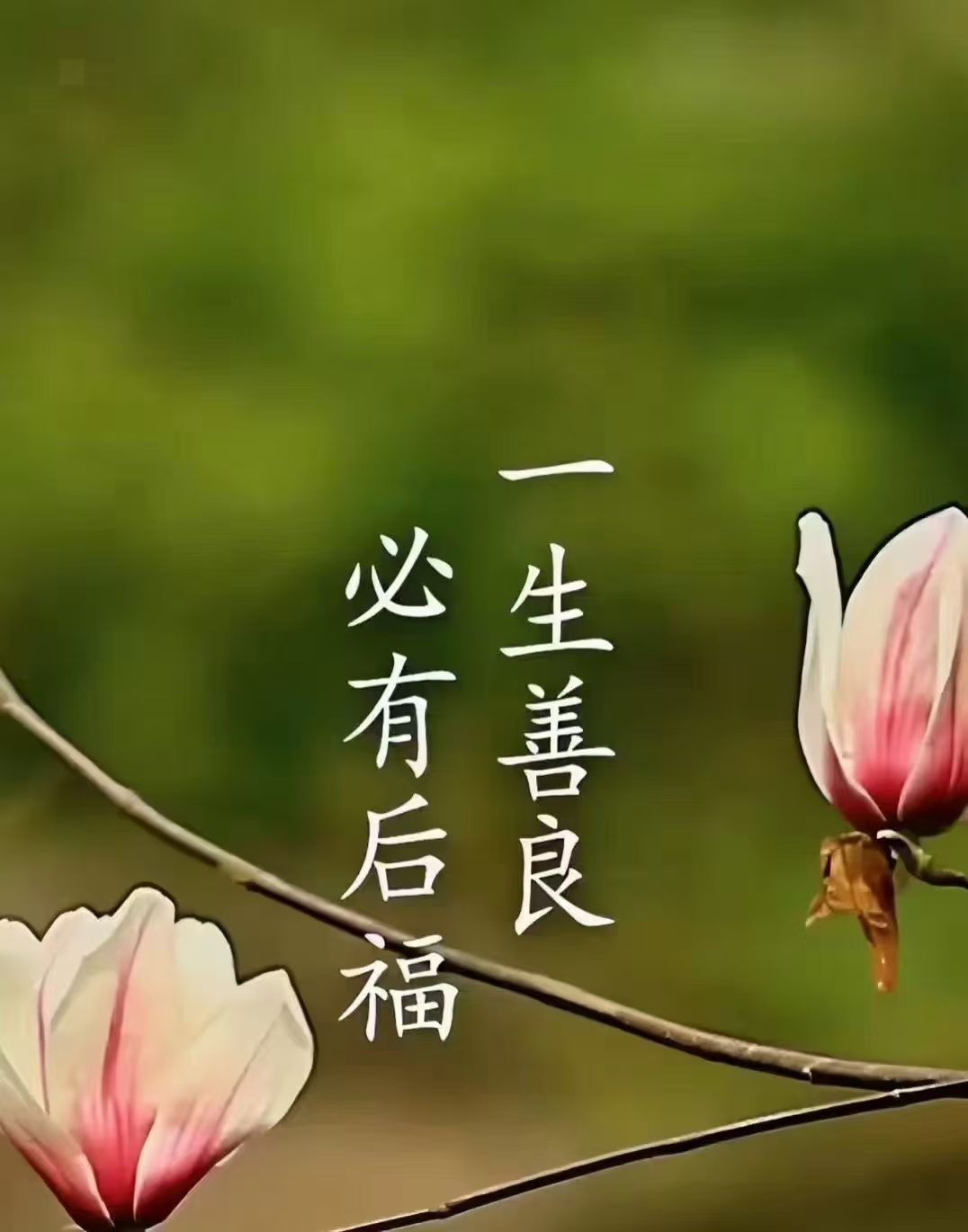 未亡人，情感的交织与人生的无常
