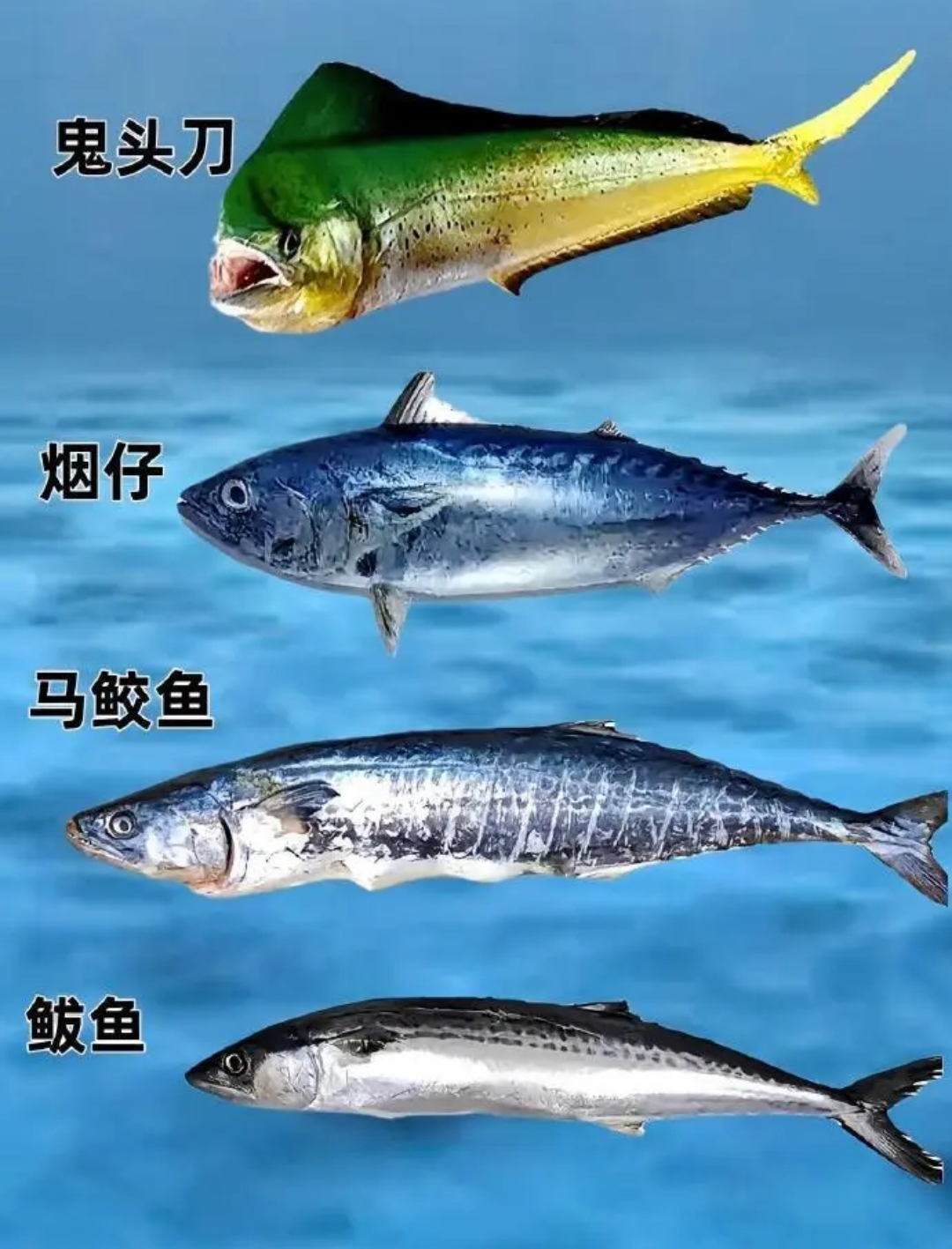 海味八珍，品味海洋珍馐