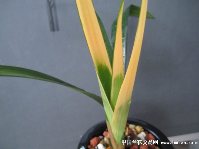 红太阳论坛红太阳论坛，探索网络交流的新天地-第1张图片