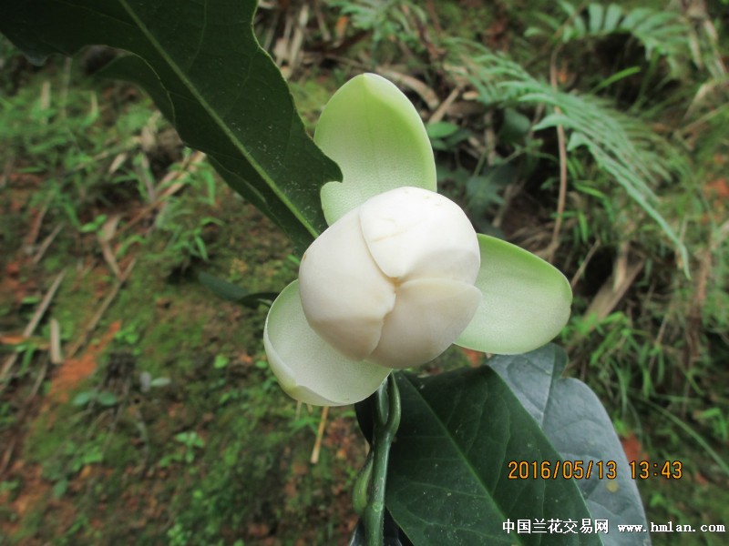 夜来香论坛，探索网络交流的新天地