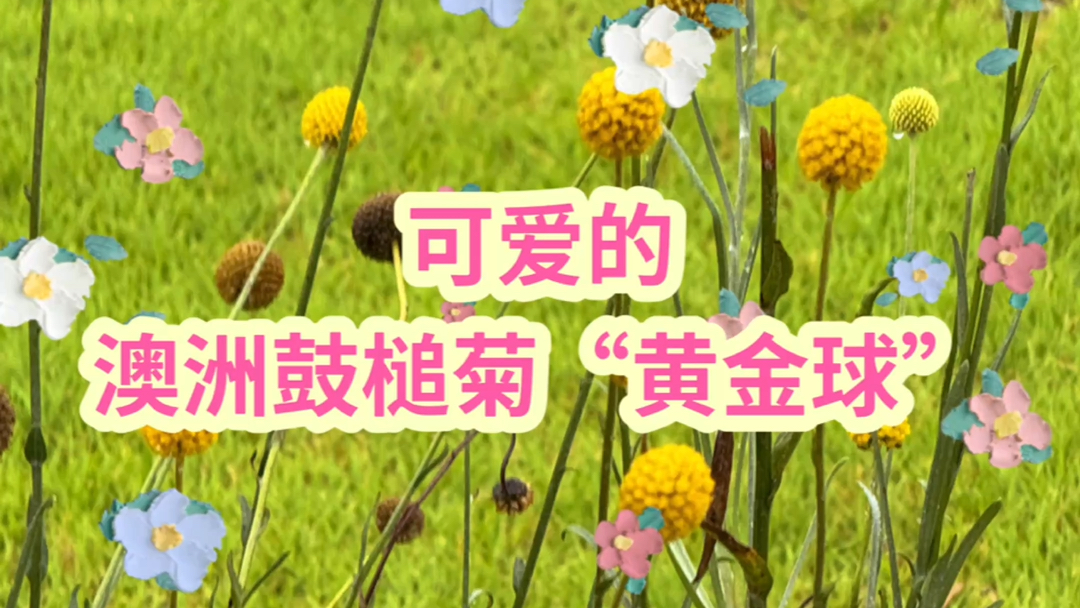 黄金球黄金球，璀璨之球，价值无量-第2张图片
