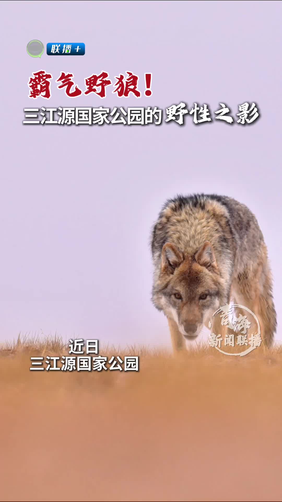 广西狼精英论坛，探索狼性精神的卓越之地