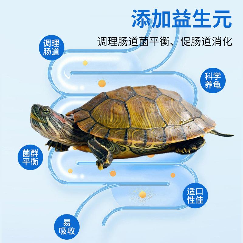 金钱龟最新价格分析-第2张图片