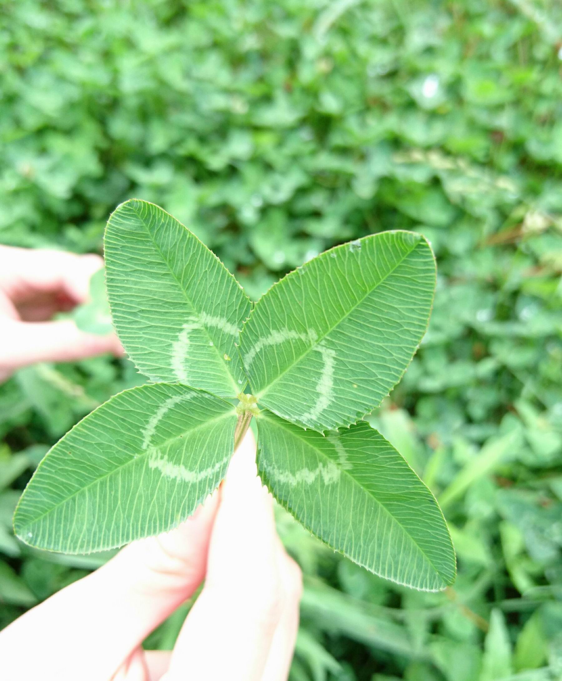四叶草论坛，探索网络交流的新天地
