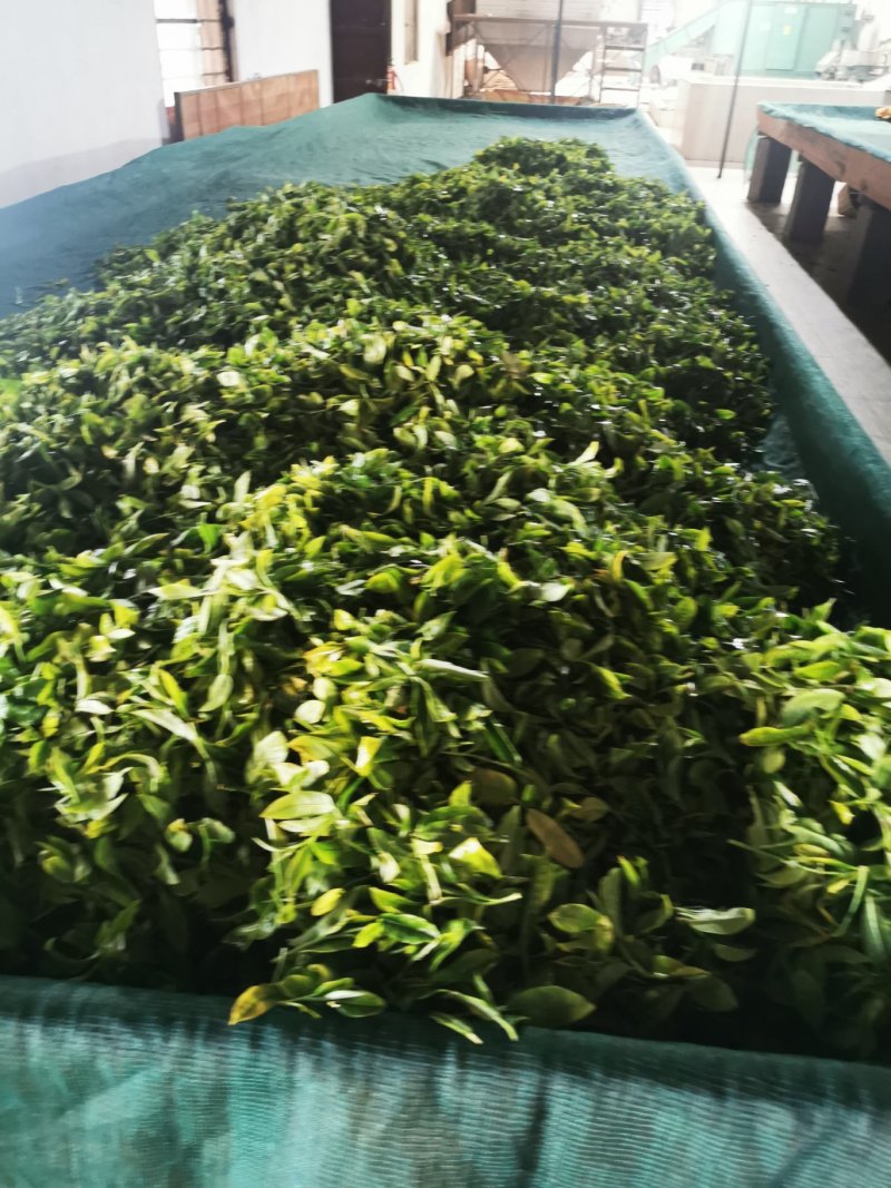 云南茶叶普洱茶云南茶叶——普洱茶-第2张图片
