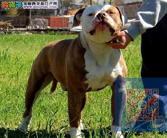 跑狗网论坛新一代跑狗网，引领宠物健康与训练的新潮流