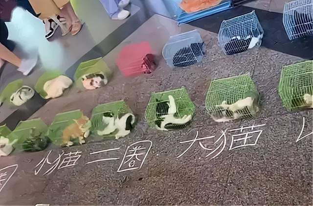 博狗网haobc博狗网HAOBC，引领宠物行业的新篇章-第2张图片