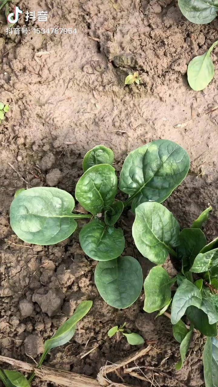 菠菜网是什么菠菜网HAOBC，引领绿色生活的新窗口