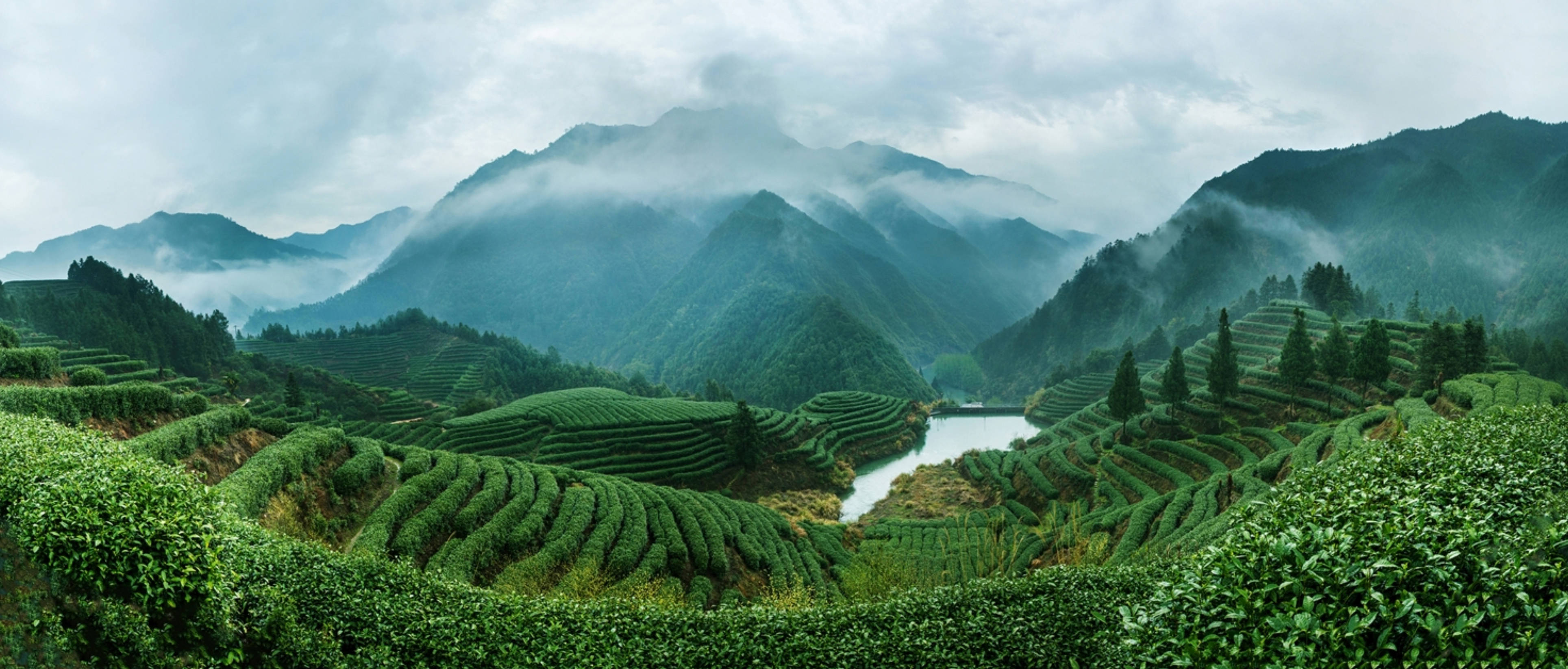 开化龙顶开化龙顶，品味独特的茶文化