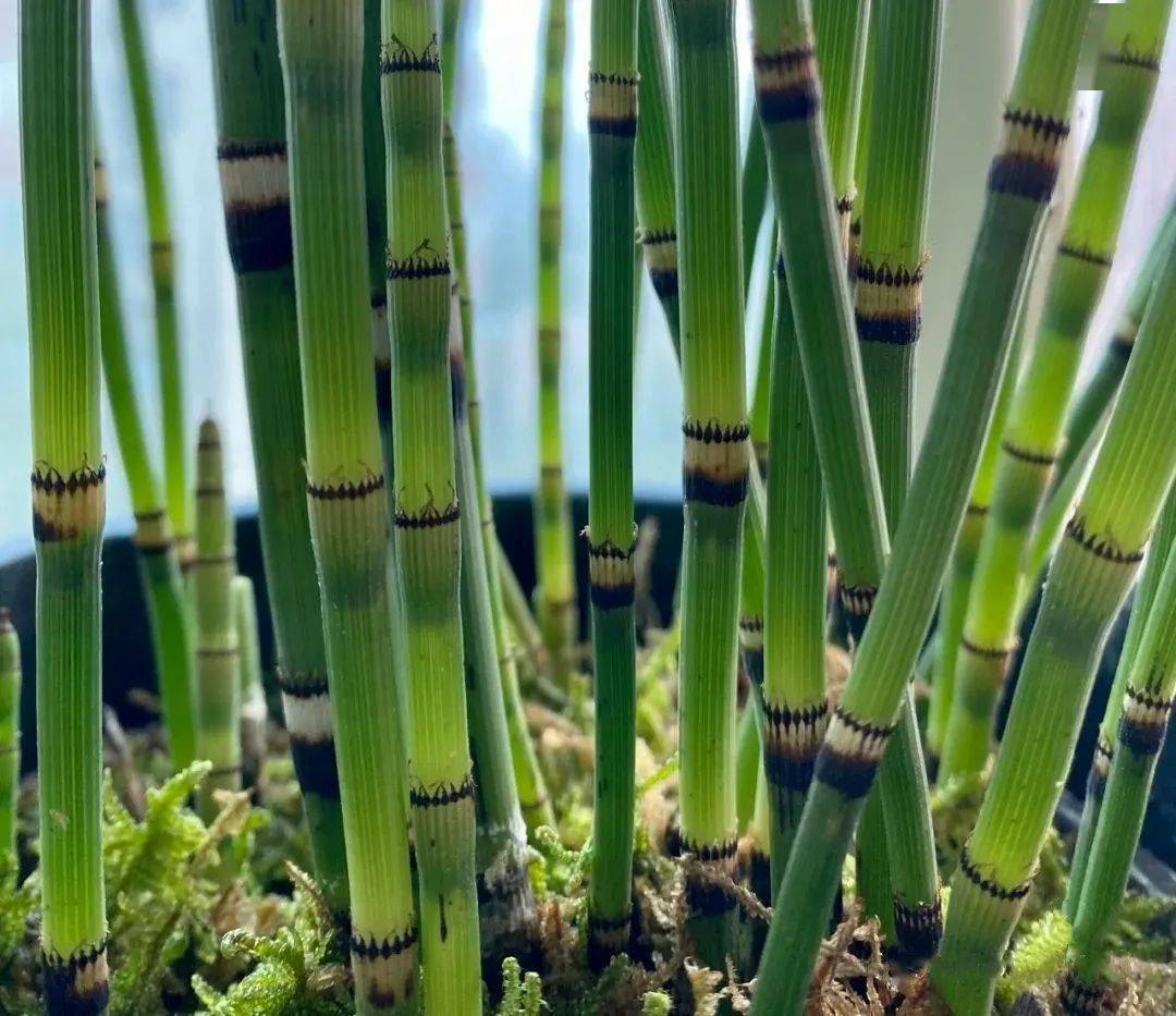 笔头菜，美味与健康的完美结合