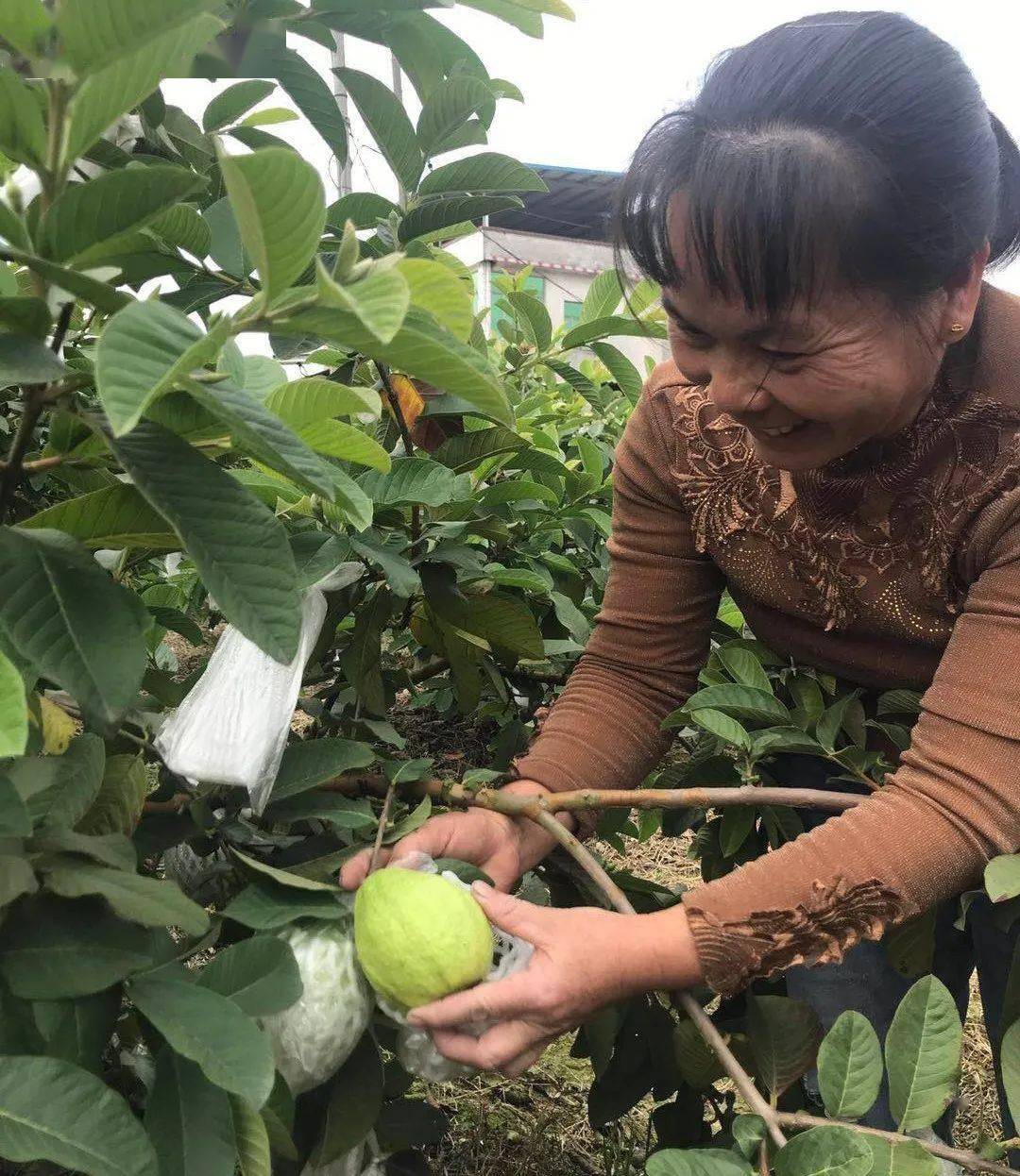 幸福宝芭乐app官网入口介绍