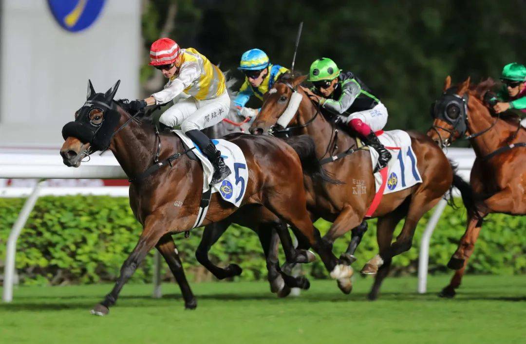 香港赛马官网香港赛马官网，探索赛马世界的门户