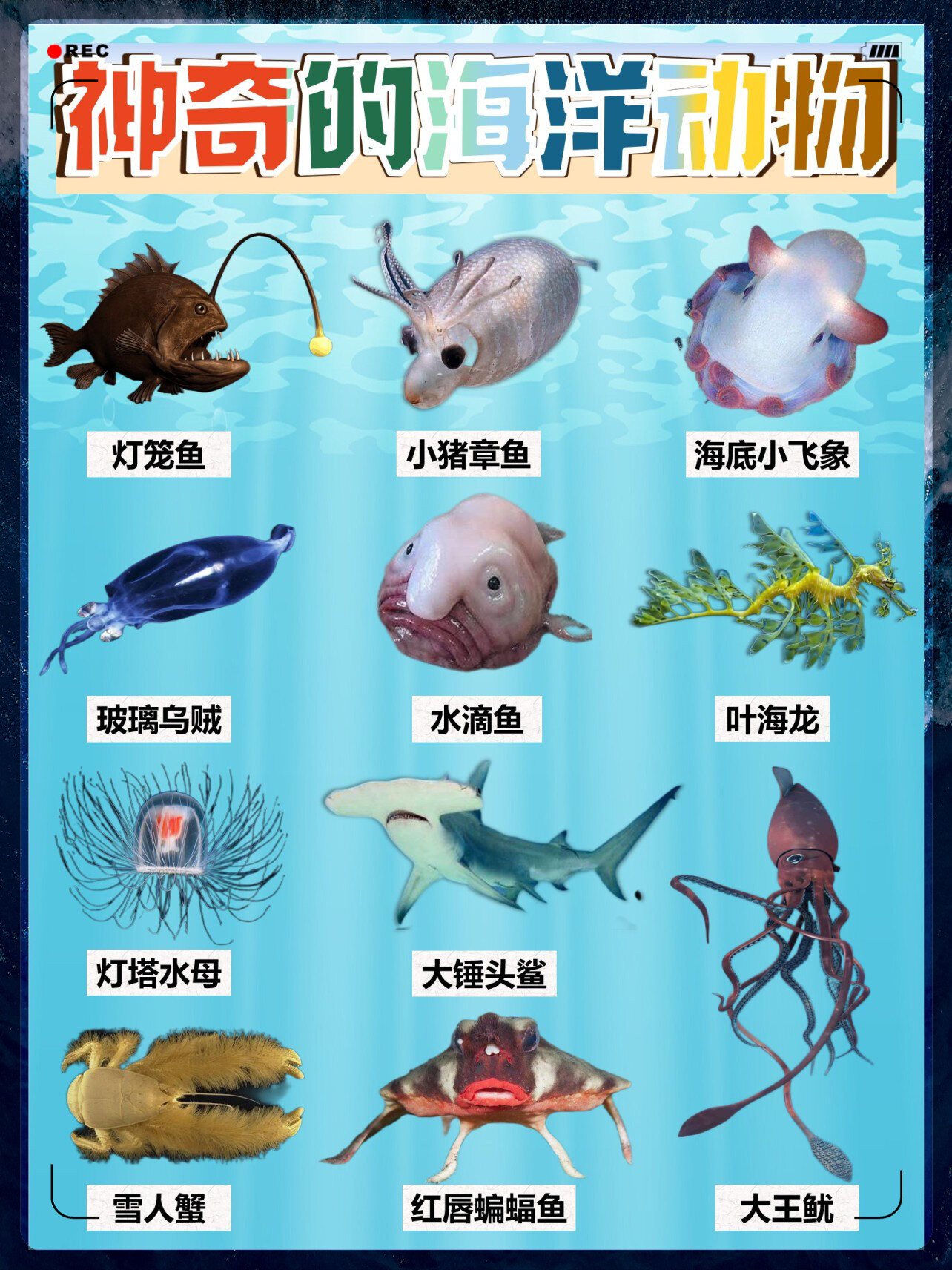 大彩鲸改名了吗大彩鲸，神秘的海洋生物-第2张图片