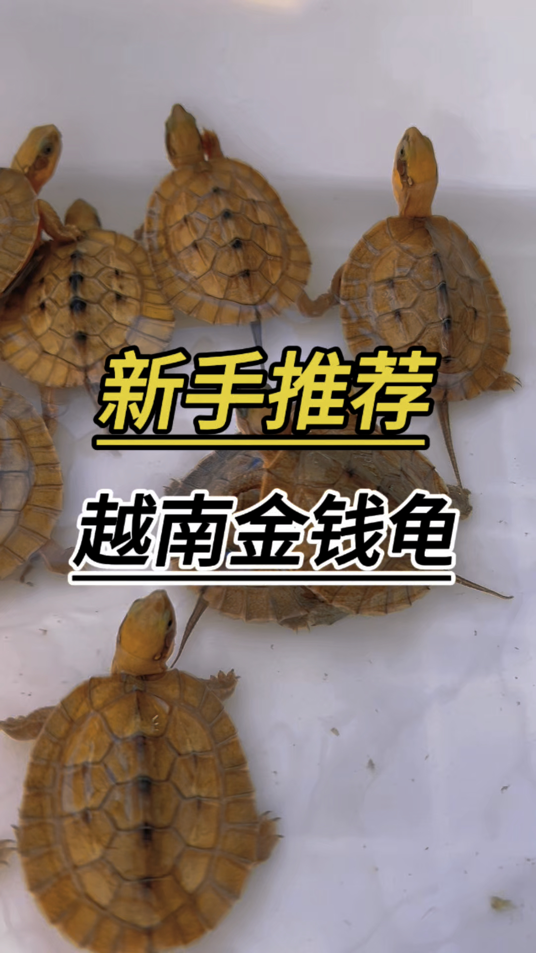 金钱龟最新价格分析-第3张图片