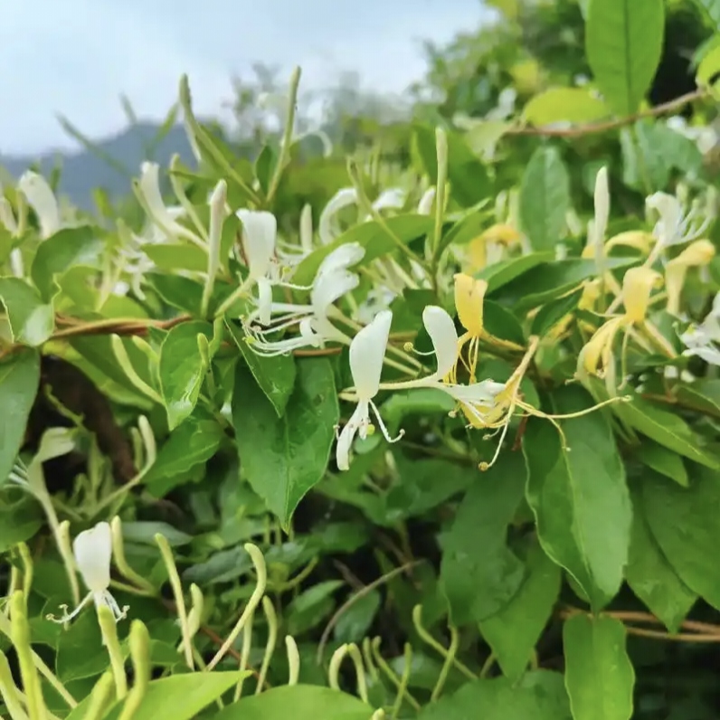 花藤名字大全花藤之名