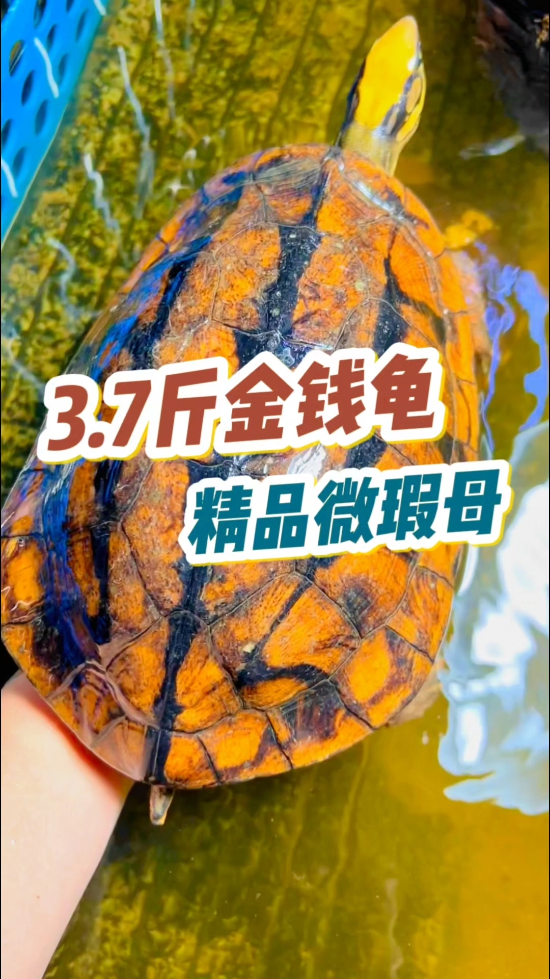 金钱龟最新价格分析