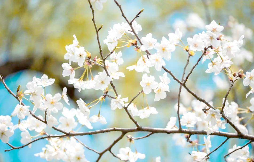 3月21日，春天的启幕与新希望的开始-第2张图片