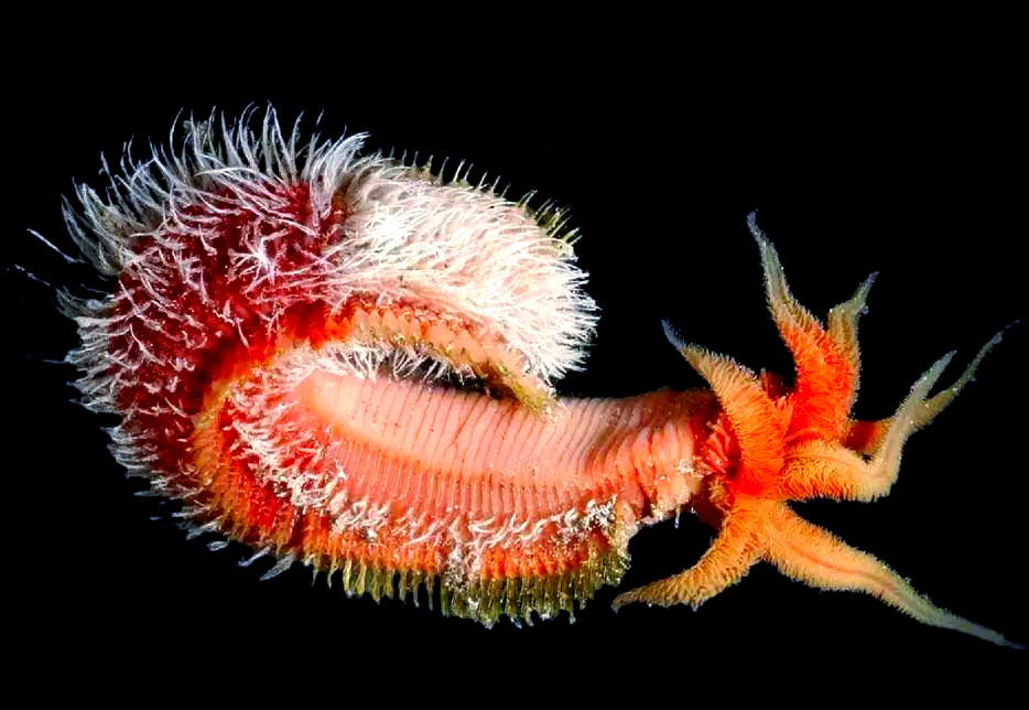 吼吼鲸，海洋中的神秘生物