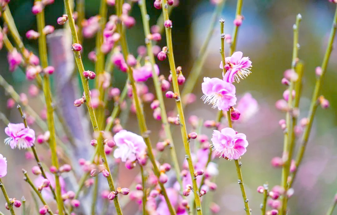 3月21日，春天的启幕与新希望的开始