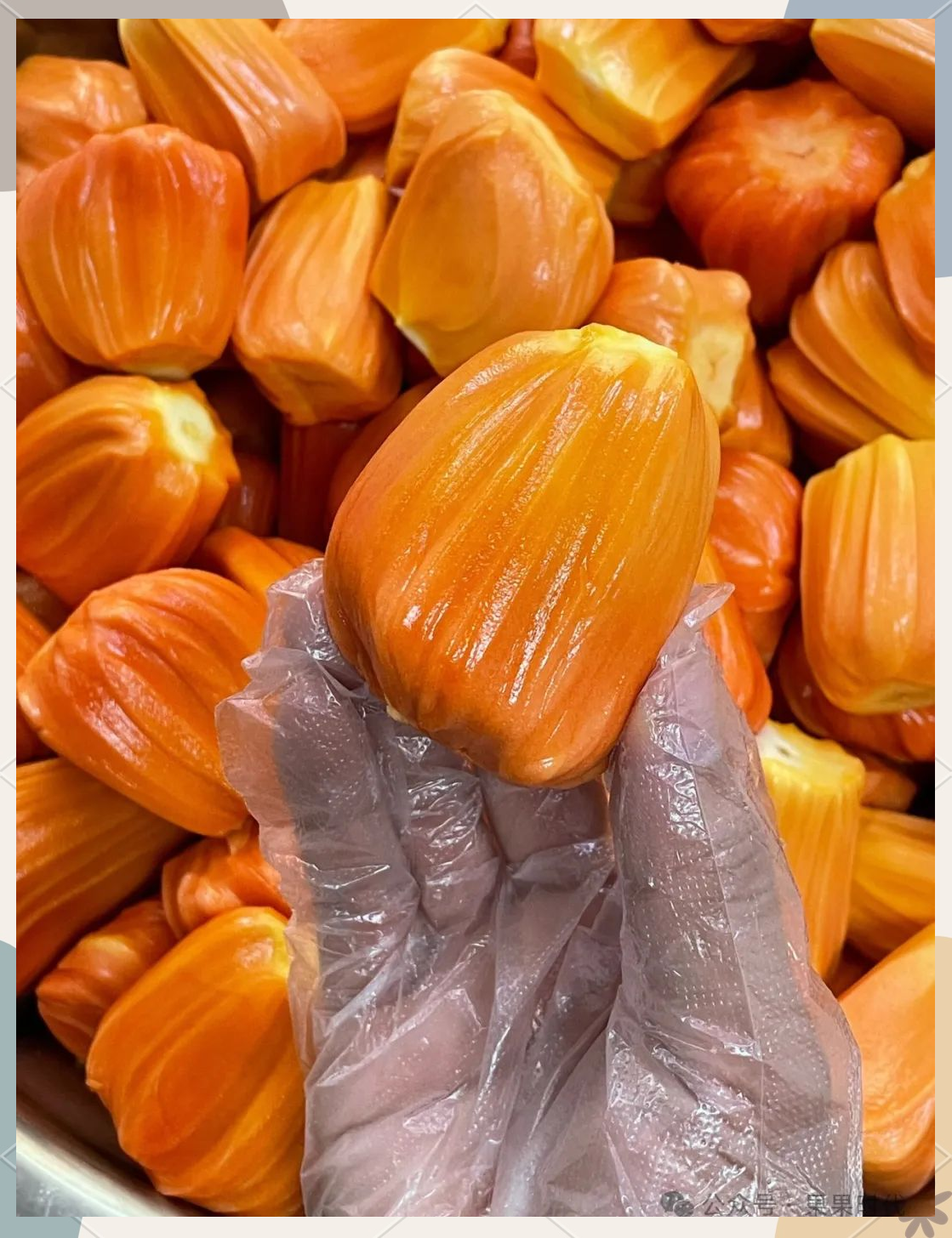 菠萝蜜官网dim菠萝蜜官网，探索健康与美味的完美结合