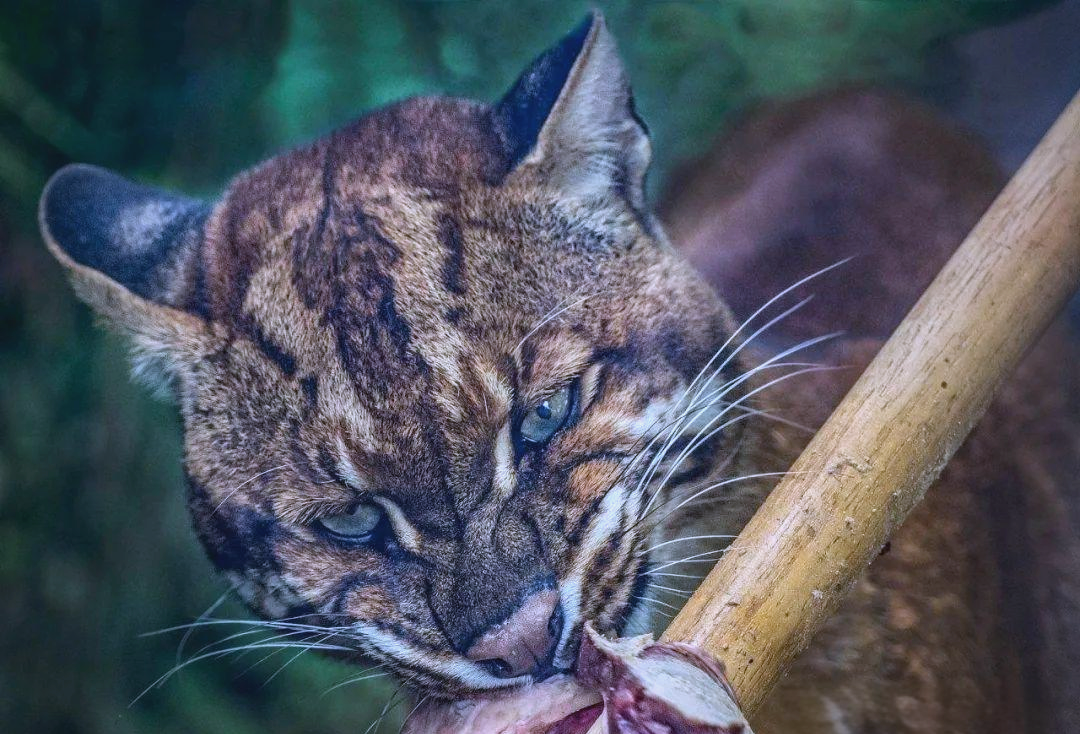 虎大威虎大威，威武霸气的猛兽传奇