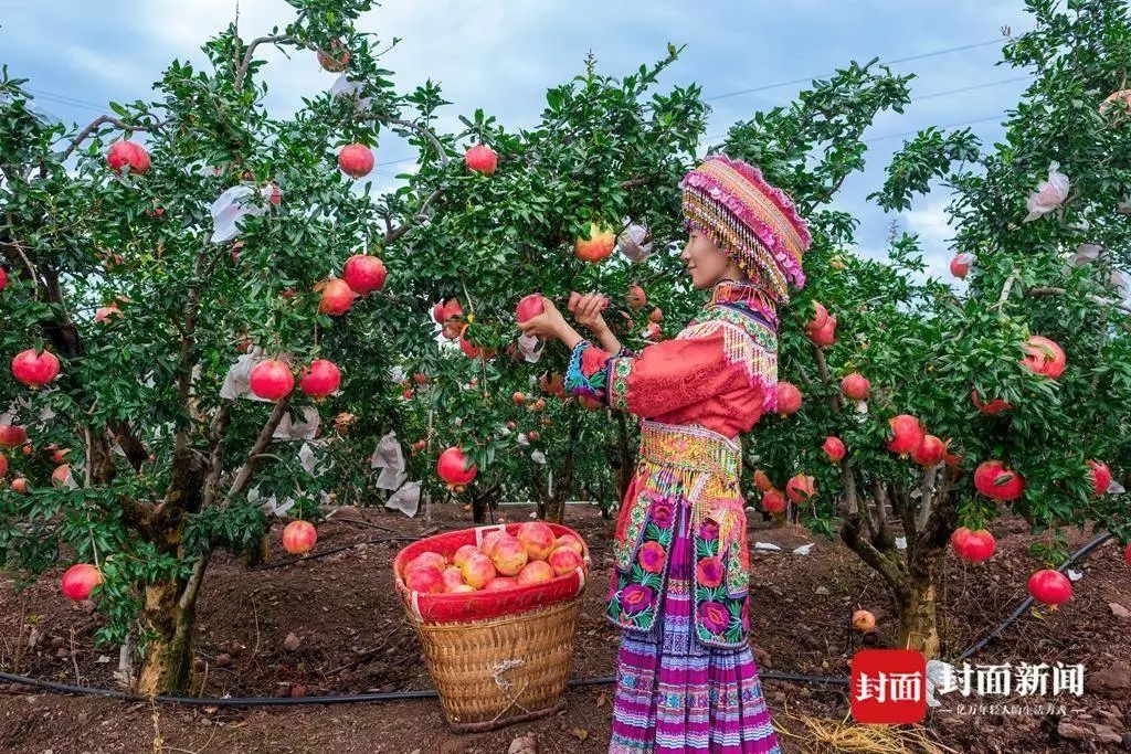 中国彩摘网中国彩摘网，引领彩市新风尚-第3张图片