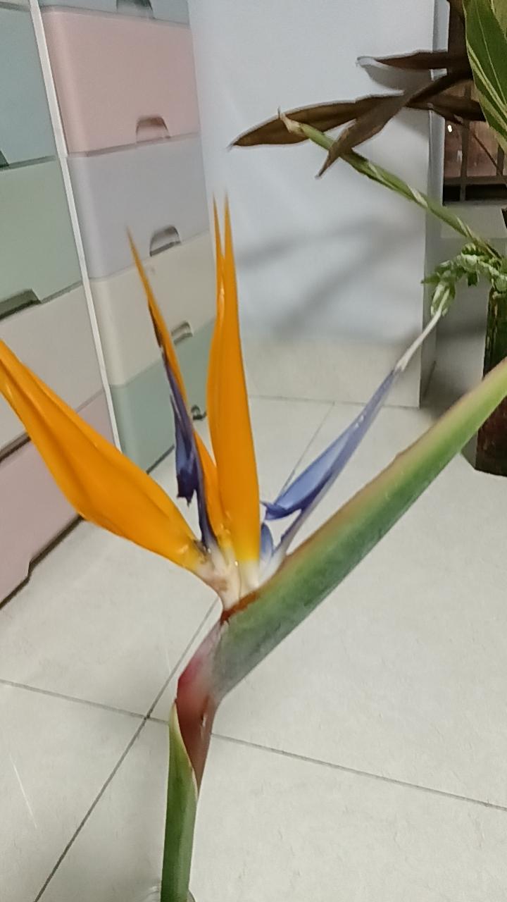 天堂鸟吧天堂鸟论坛，探索网络交流的新天地-第3张图片