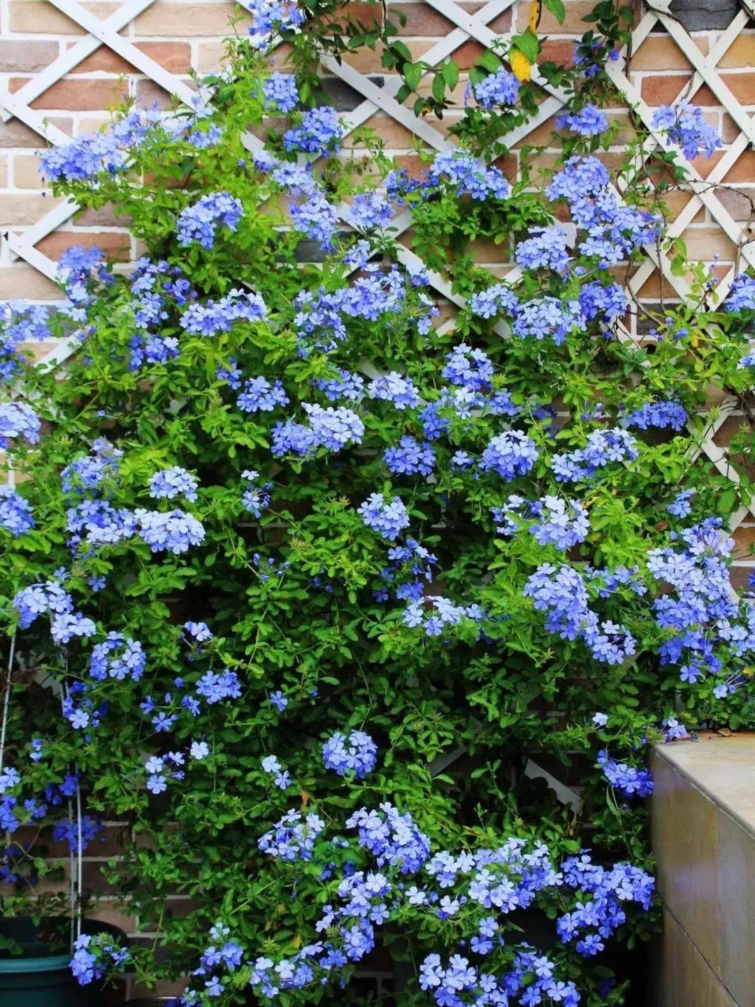 花藤名字花藤之名-第2张图片