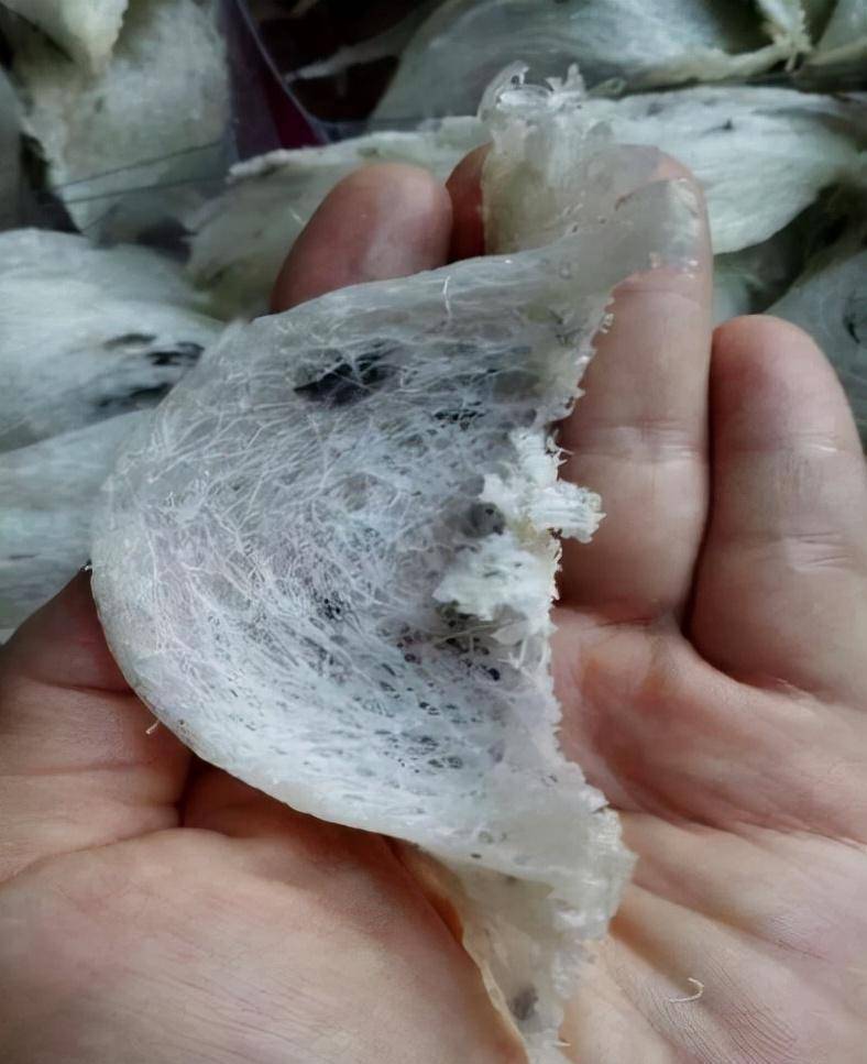 金丝燕窝，天然珍品的美妙之旅-第2张图片