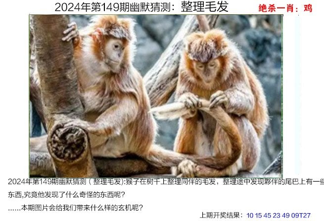 最准一肖一码，最新版预测准确率超高的彩票指南