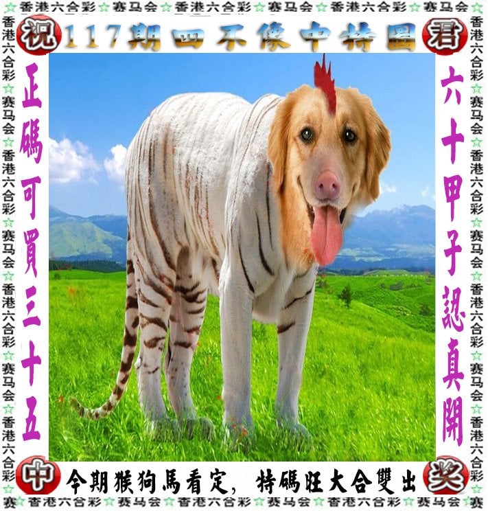 澳门六今晚开奖结果揭晓，展望未来-第1张图片