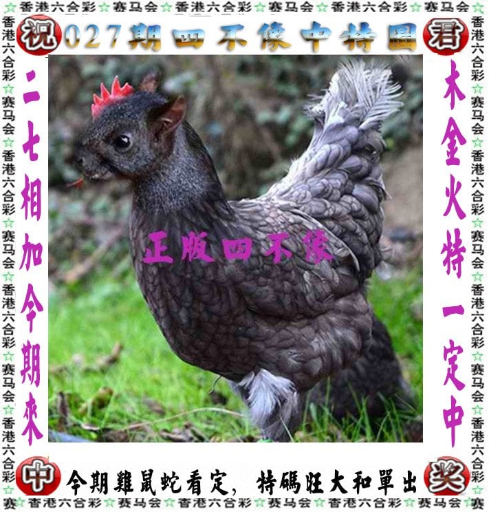 澳门一码一肖，神秘之谜与四不像的等待-第2张图片