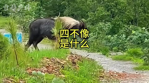 四不像图片大全真实四不像图片大全真实