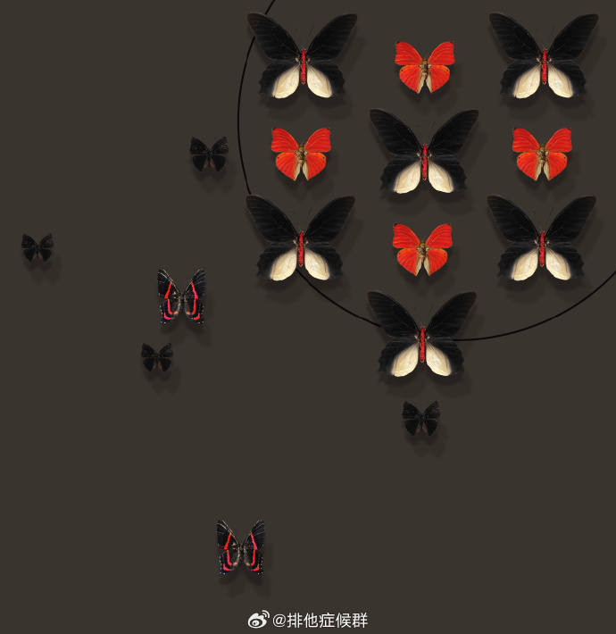 蝴蝶中文娱乐，文化娱乐的新篇章