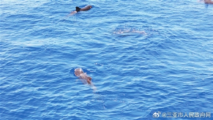 曼波鱼屋曼波鱼，神秘海洋中的精灵