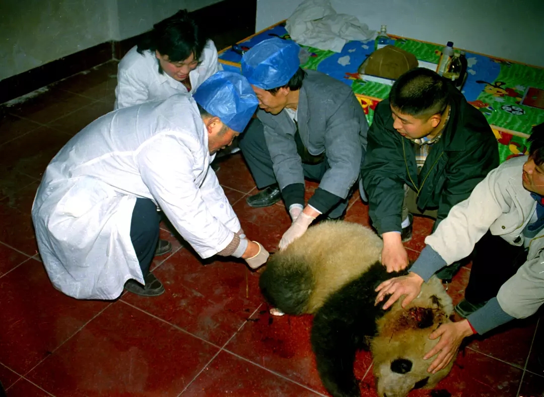 三脚猫论坛三脚猫论坛，探索网络交流的新天地