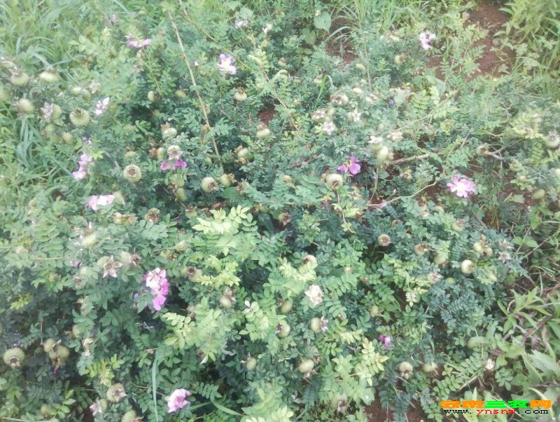 小草乌小草乌的魅力与故事